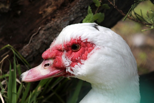 大勝奪冠 大勝奪冠